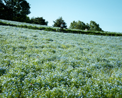 青い花の丘