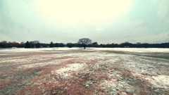 この木なんの木、すぐ溶ける雪と木