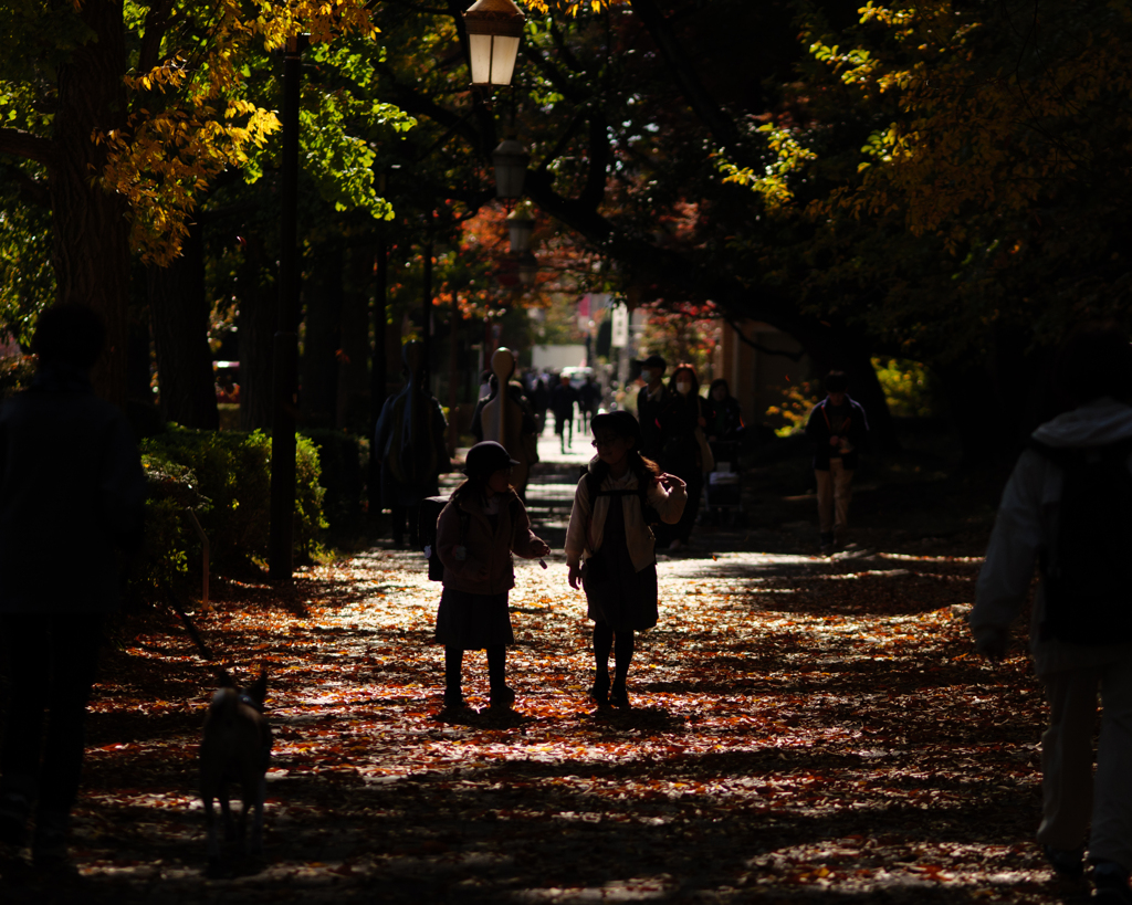 秋の歩道