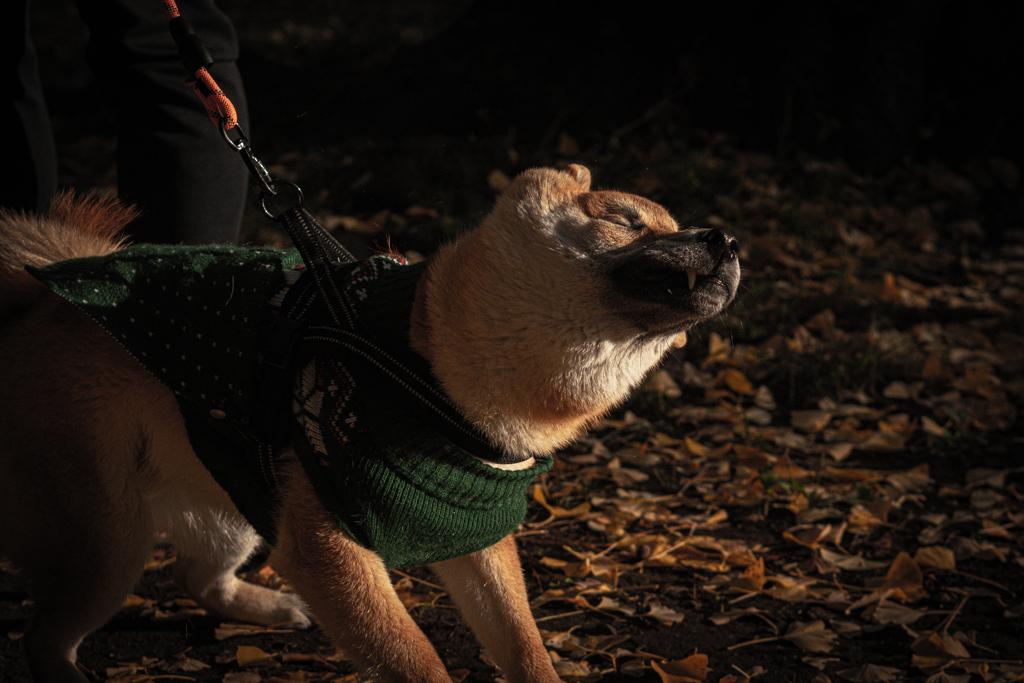 ブルブルする犬