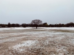 今日の雪、2～3時間ですぐ溶けた