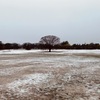 今日の雪、2～3時間ですぐ溶けた