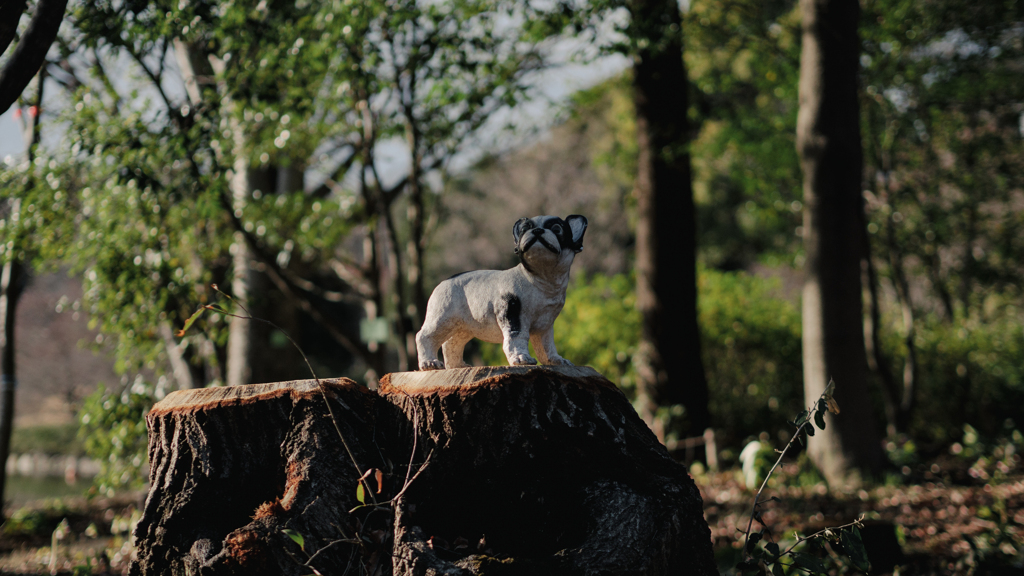 犬