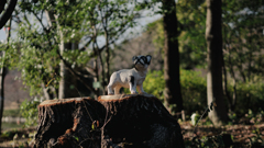 犬
