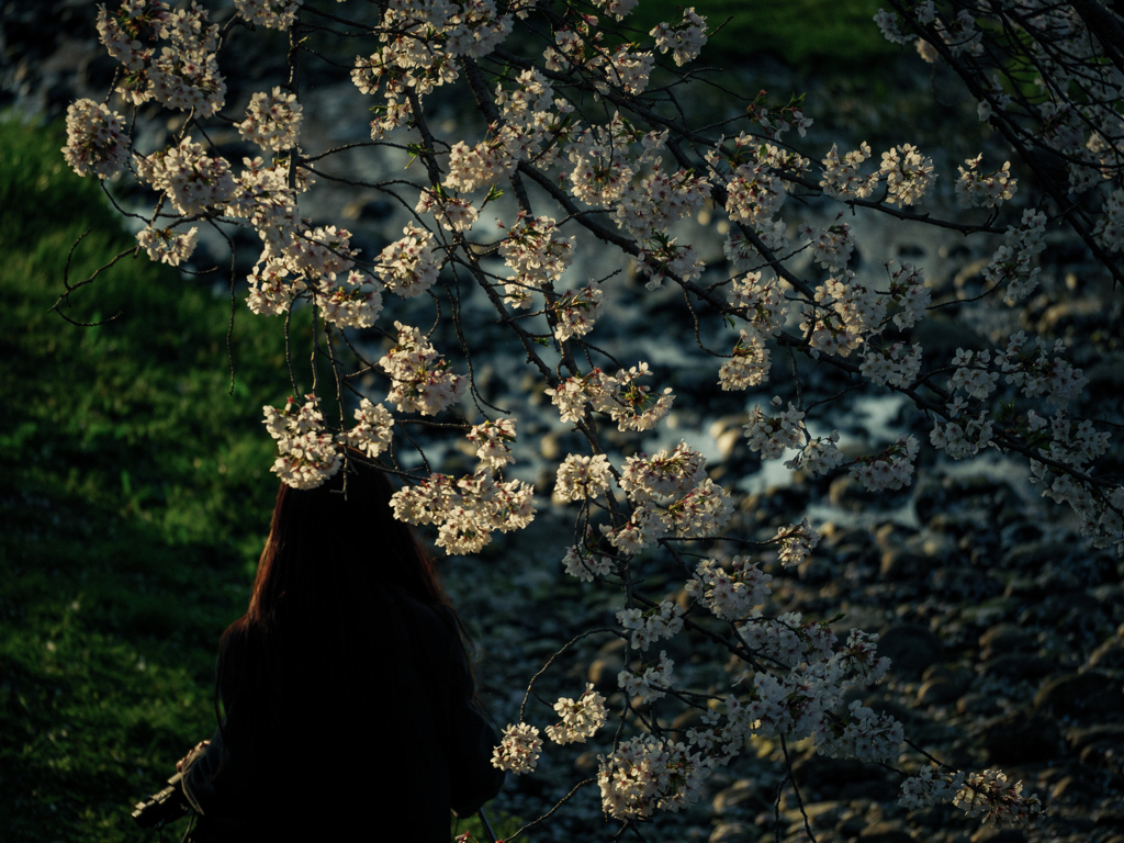 花盛り