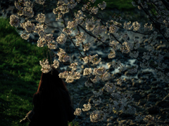 花盛り