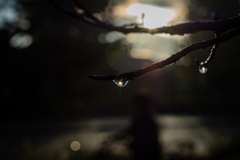 雨あがりの朝