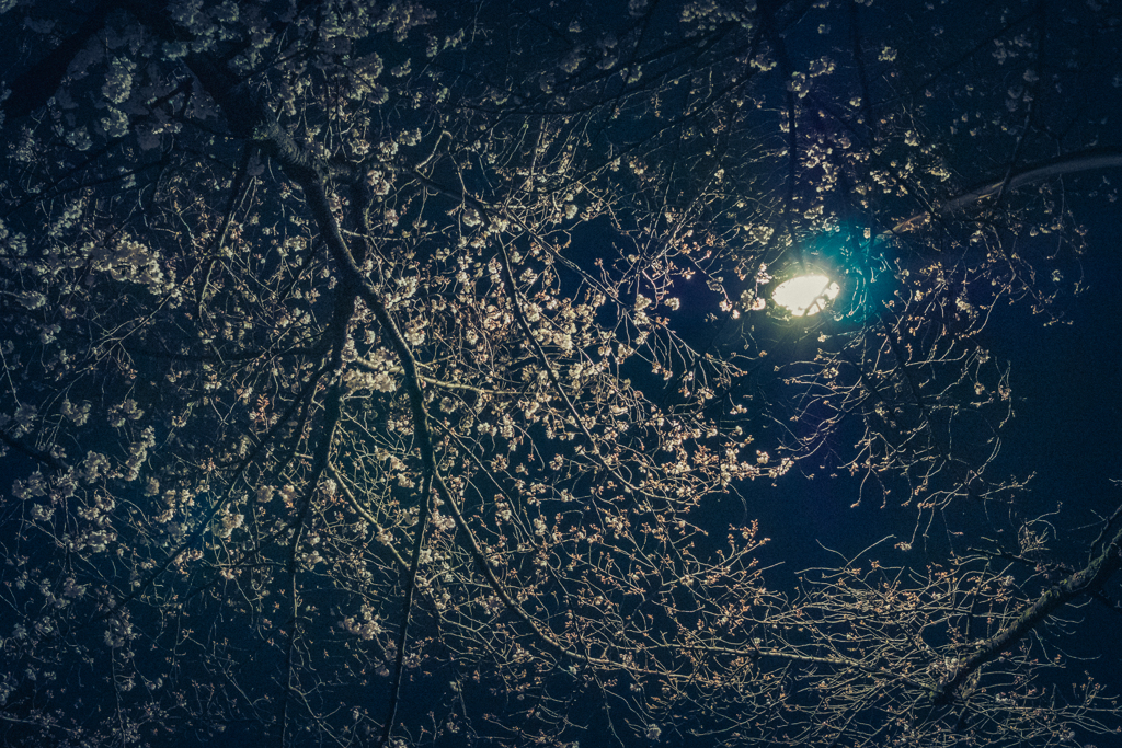 夜の通りぞい