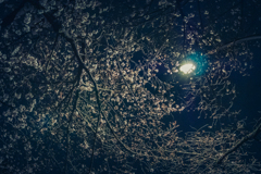 夜の通りぞい