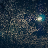 夜の通りぞい