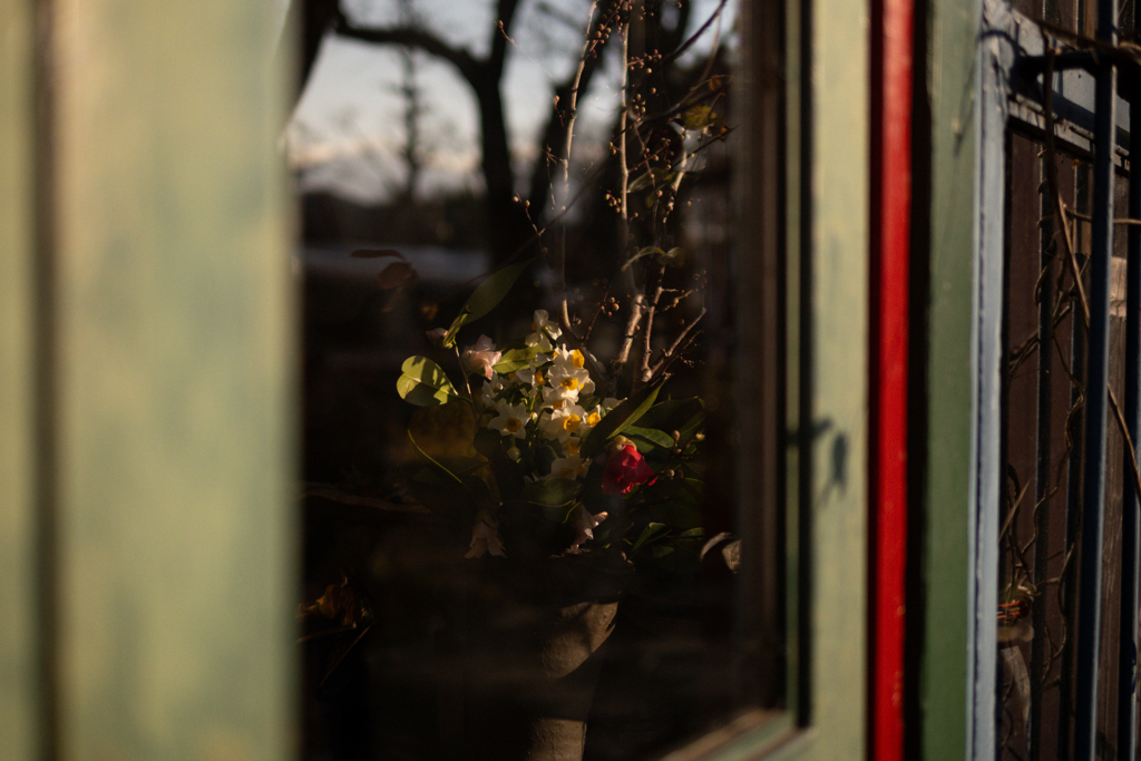 窓辺の花