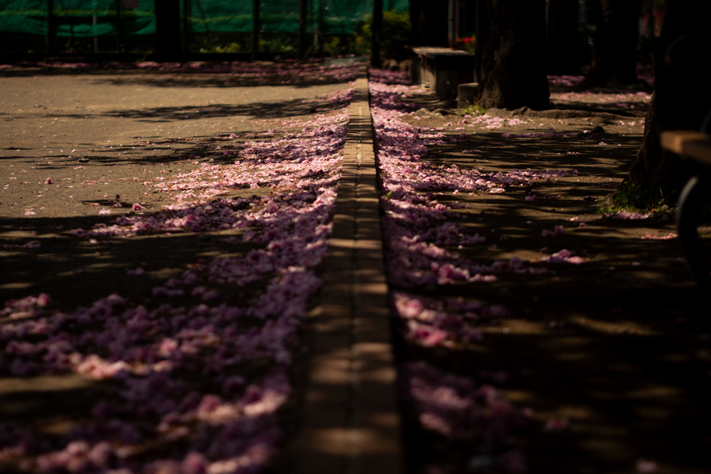 桜、後半