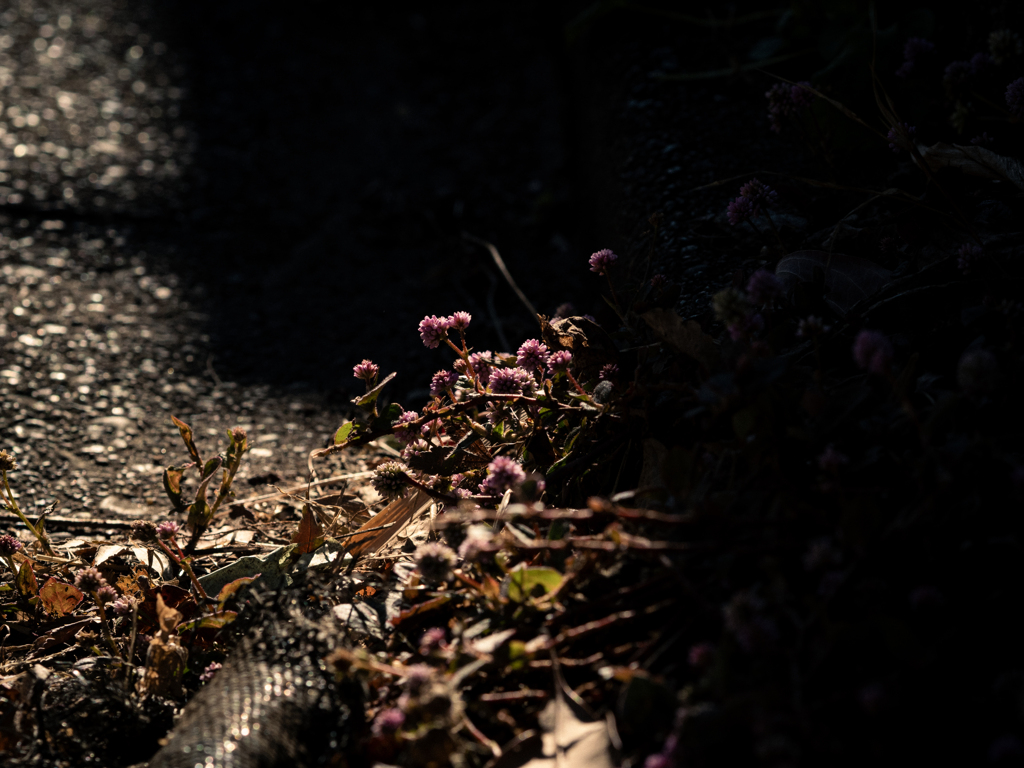 ここの道、狭い