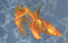 金魚の舞　二