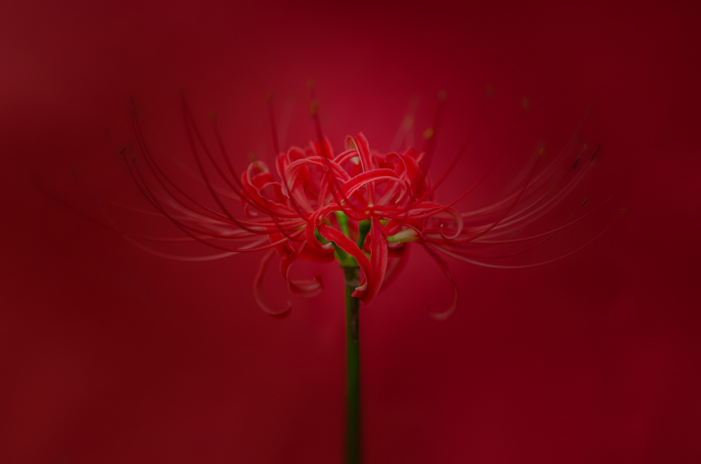 彼岸の花が咲く頃