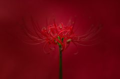 彼岸の花が咲く頃