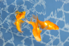 金魚の舞