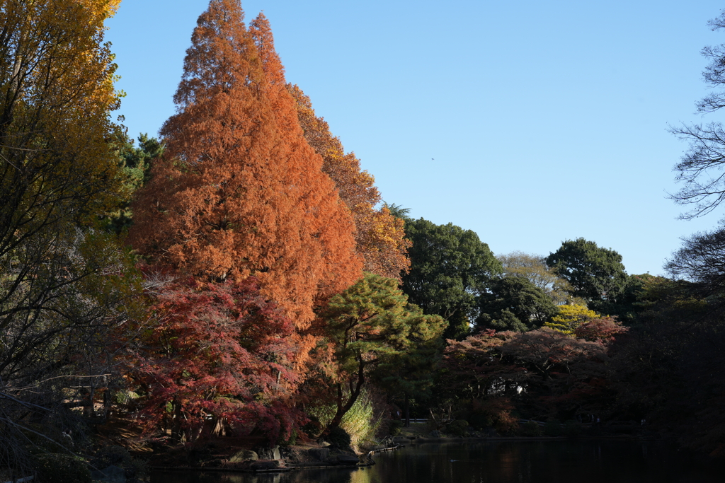 秋の新宿御苑