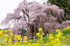 三春滝桜