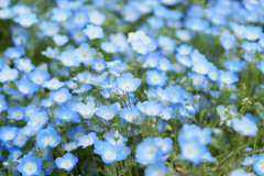 青の花
