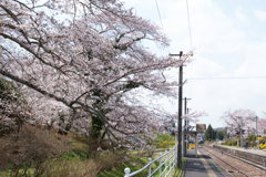 春の磐越東線舞木駅