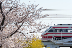 桜と東武特急