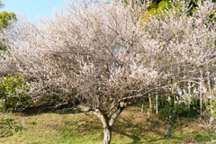 山の梅の木