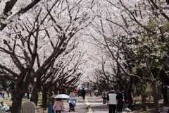 葛西臨海公園の桜