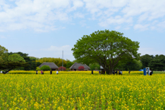 菜の花と古民家