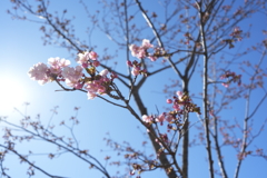 旧中川の河津桜