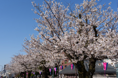 春の隅田公園