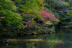 秋の成田山公園