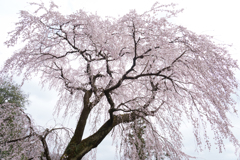 三春町の桜