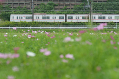 コスモスと京成本線