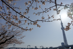 春の隅田公園