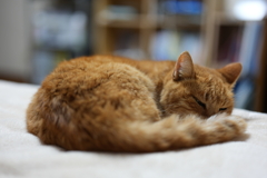 ベッドの上の猫