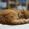 ベッドの上の猫