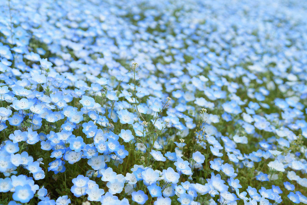 青い花の絨毯