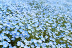 青い花の絨毯