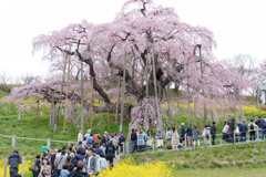 三春滝桜