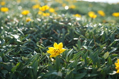 冬の花