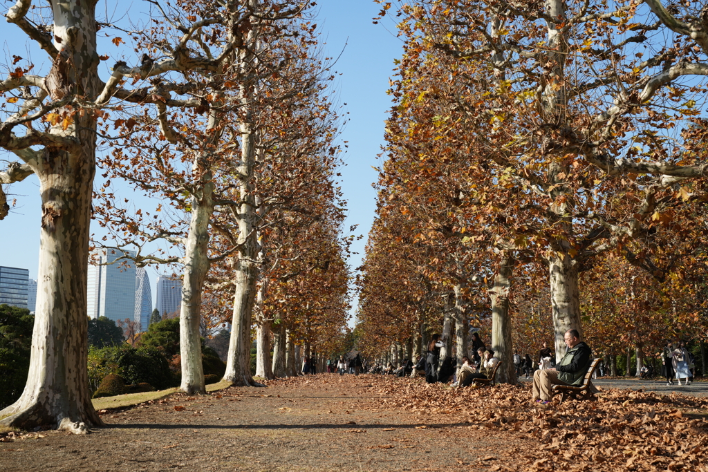 秋の新宿御苑