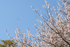 梅の木と飛行機