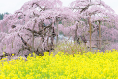 三春滝桜