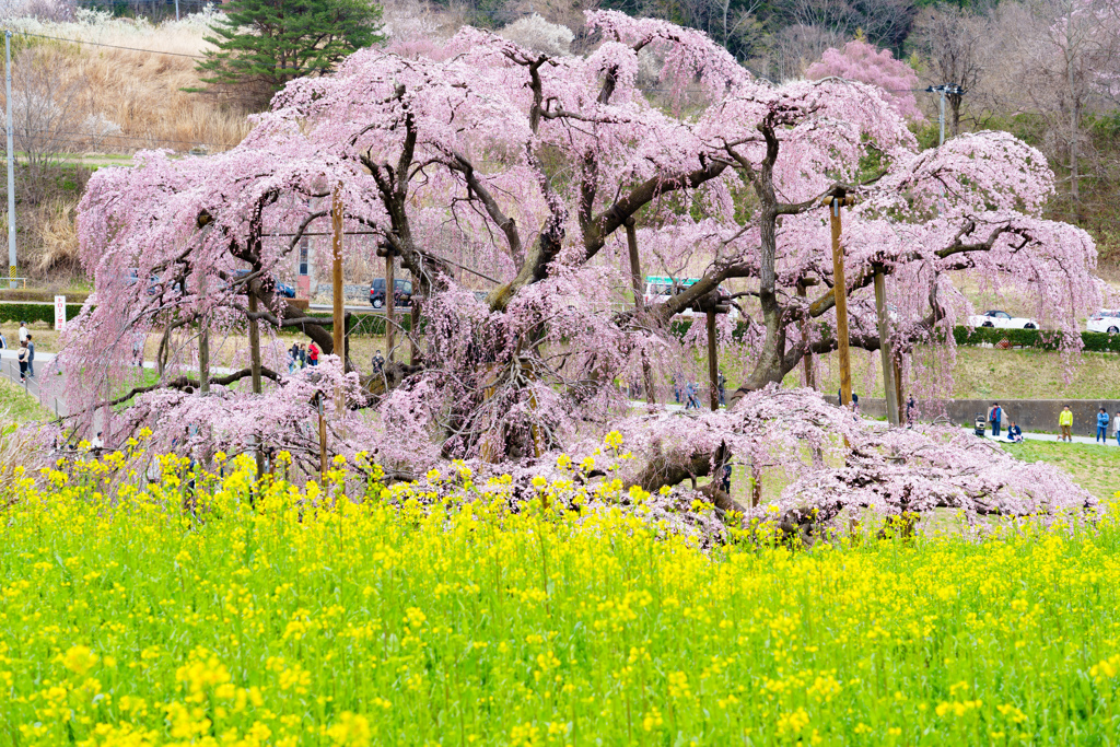 三春滝桜