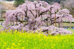 三春滝桜