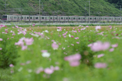 コスモスと京成本線