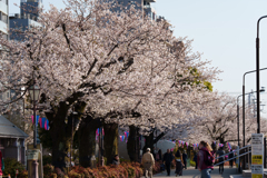 春の隅田公園