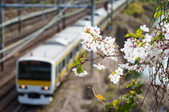 中央線と桜