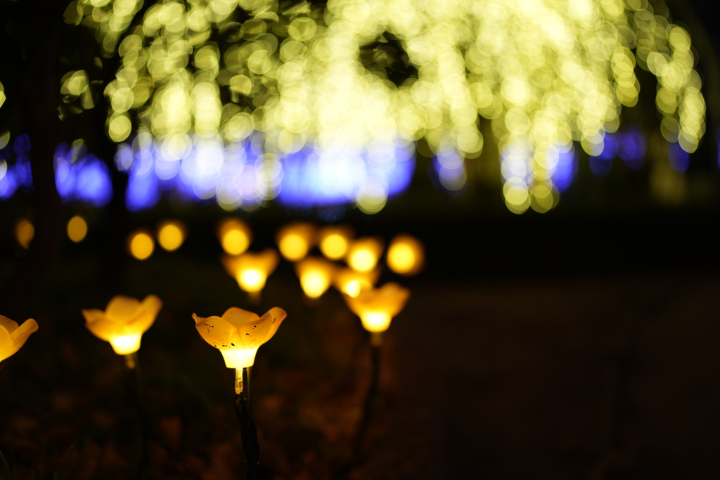 光の花